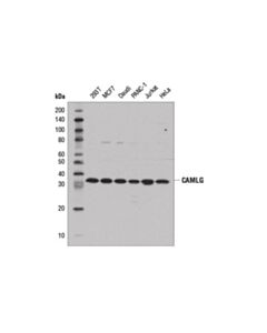 Cell Signaling Camlg (D5l9j) Rabbit mAb