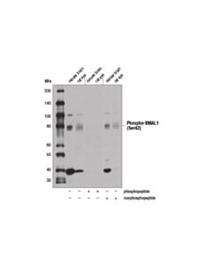 Cell Signaling Phospho-Bmal1 (Ser42) Antibody