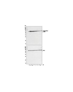 Cell Signaling Lipopolysaccharides (Lps)
