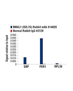 Cell Signaling Bmal1 (D2l7g) Rabbit mAb