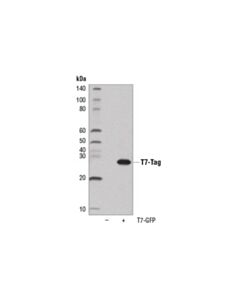 Cell Signaling T7-Tag (D9e1x) Xp  Rabbit mAb (Hrp Conjugate)