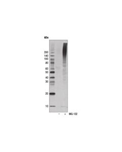 Cell Signaling Ubiquitin (P4d1) Mouse mAb (Hrp Conjugate)