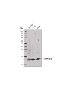Cell Signaling Sumo-2/3 (18h8) Rabbit mAb (Hrp Conjugate)