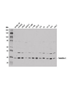 Cell Signaling Twinfilin-1 (D7c6j) Rabbit mAb