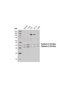 Cell Signaling Syntaxin 5 Antibody