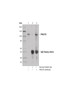 Cell Signaling Pnuts Antibody