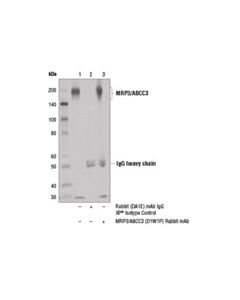 Cell Signaling Mrp3/Abcc3 (D1w1p) Rabbit mAb