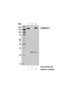 Cell Signaling Flightless-I Antibody
