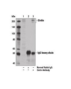 Cell Signaling Girdin Antibody
