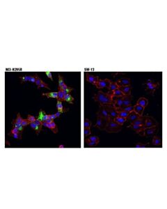 Cell Signaling Cyp11a1 (D8f4f) Rabbit mAb