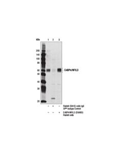 Cell Signaling E4bp4/Nfil3 (D5k8o) Rabbit mAb