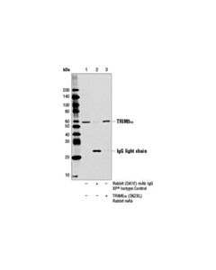 Cell Signaling Trim5alpha (D6z8l) Rabbit mAb