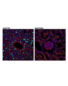 Cell Signaling Gckr (D1w9p) Rabbit mAb