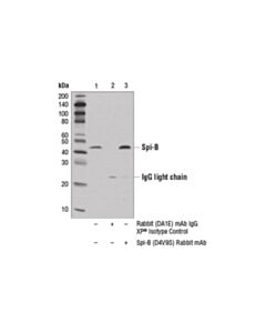 Cell Signaling Spi-B (D4v9s) Rabbit mAb