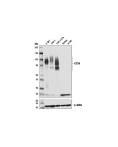 Cell Signaling CD36 (D8L9T) Rabbit mAb 20 uL