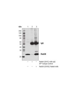 Cell Signaling Rab38 (D2v9z) Rabbit mAb