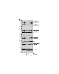 Cell Signaling Torin 2