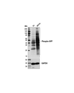 Cell Signaling Phospho-Ser-Pro-Pro Motif [pSPP] Rabbit mAb 20 uL