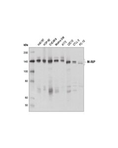 Cell Signaling M-RIP (D8G8R) Rabbit mAb 20 uL