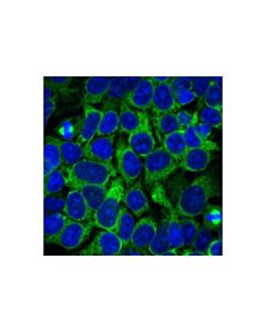 Cell Signaling Eg5 (E1l3w) Rabbit mAb