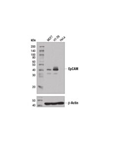 Cell Signaling EpCAM (D9S3P) Rabbit mAb