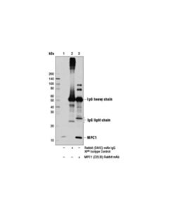 Cell Signaling Mpc1 (D2l9i) Rabbit mAb
