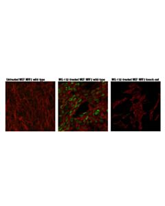 Cell Signaling NRF2 (D9J1B) Rat mAb 20 uL