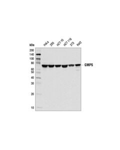 Cell Signaling Gmps Antibody