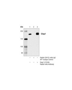 Cell Signaling Diap1 (E1e4k) Rabbit mAb