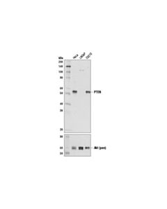 Cell Signaling Pten (D3q6g) Mouse mAb