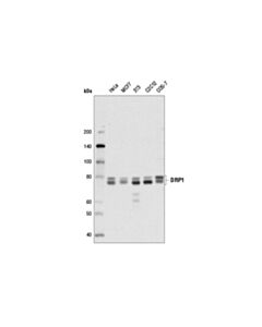 Cell Signaling DRP1 (4E11B11) Mouse mAb 20 uL