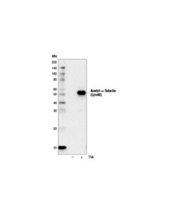 Cell Signaling Acetyl-Alpha-Tubulin (Lys40) (D20g3) Xp Rabbit mAb (Hrp Conjugate)