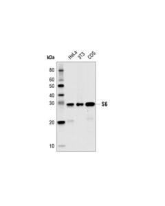 Cell Signaling S6 Ribosomal Protein (54d2) Mouse mAb (Hrp Conjugate)