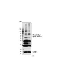 Cell Signaling Mono-Methyl Lysine [Mme-K] Multimab Rabbit mAb Mix