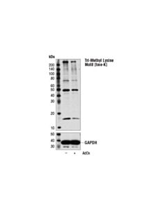 Cell Signaling Tri-Methyl Lysine Motif [Tme-K] (D1l1x) Rabbit mAb