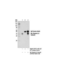 Cell Signaling Na Channel Beta1 Subunit (D9t5b) Rabbit mAb
