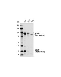 Cell Signaling Vcam-1 Antibody (Rodent Specific)