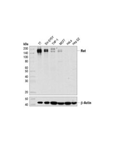 Cell Signaling Ret (E1n9a) Rabbit mAb (Flow Preferred)