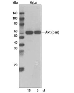 Cell Signaling Anti-Mouse Igg (H+L), Biotinylated Antibody