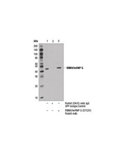 Cell Signaling Rbmx/Hnrnp G (D7c2v) Rabbit mAb