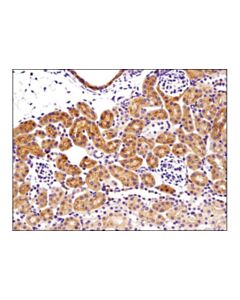 Cell Signaling Bax (D3r2m) Rabbit mAb (Rodent Preferred)