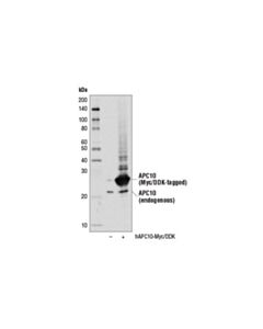 Cell Signaling Apc10 Antibody