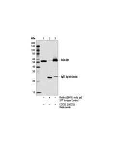 Cell Signaling Cdc20 (D6c2q) Rabbit mAb