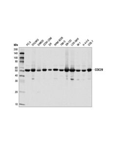 Cell Signaling CDC20 (D6C2Q) Rabbit mAb 20 uL