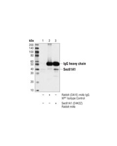 Cell Signaling Sec61a1 (D4k2z) Rabbit mAb
