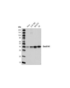 Cell Signaling Sec61a1 (D7q6v) Rabbit mAb