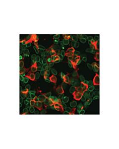 Cell Signaling His-Tag (D3i1o) Xp  Rabbit mAb (Alexa Fluor 647 Conjugate)