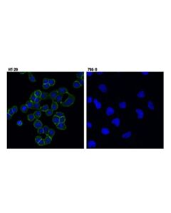 Cell Signaling Ephb4 (D1c7n) Rabbit mAb