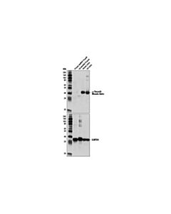 Cell Signaling Alpha-Smooth Muscle Actin Antibody