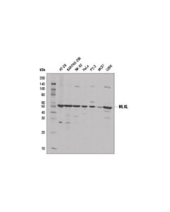 Cell Signaling MLKL (D2I6N) Rabbit mAb 20 uL